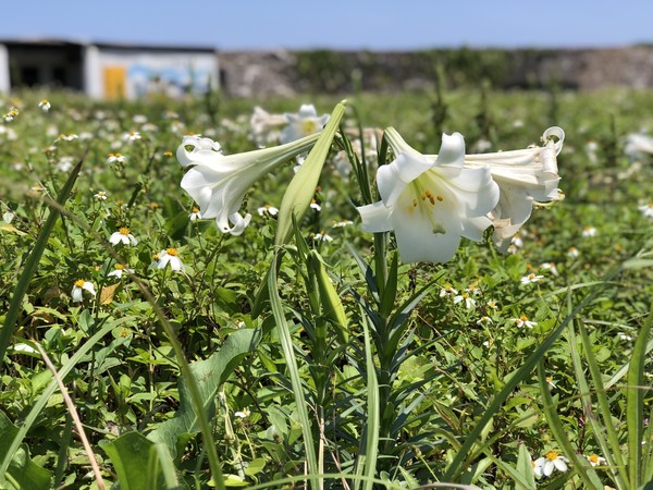 ▲▼龜山島百合。（圖／東北角風管處提供）