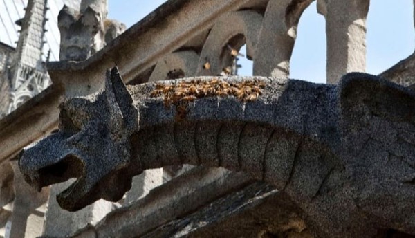 ▲18萬隻蜜蜂從聖母院大火存活。（圖／翻攝自Beeopic IG）