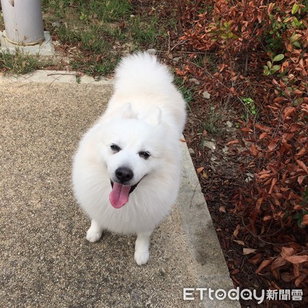 ▲▼李先生和愛犬「秀將」的合照。（圖／記者賴君欣攝）