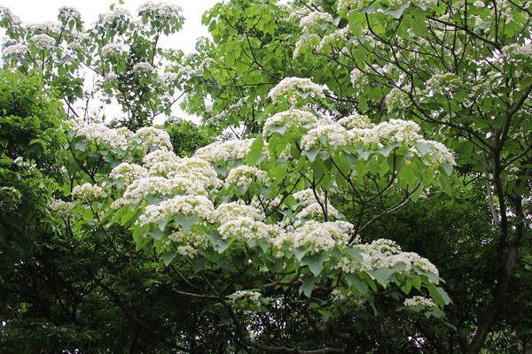 ▲三芝桐花季。（圖／三芝區公所提供）