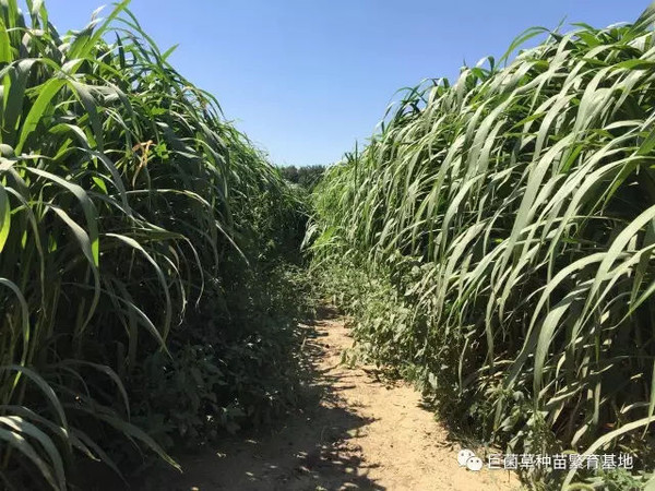 ▲菌草技術讓荒漠變綠洲。（圖／翻攝自百度）