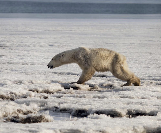 ▲迷路的北極熊「烏姆卡」，為了覓食，已經 離家700公里。(圖／達志影像／美聯社）