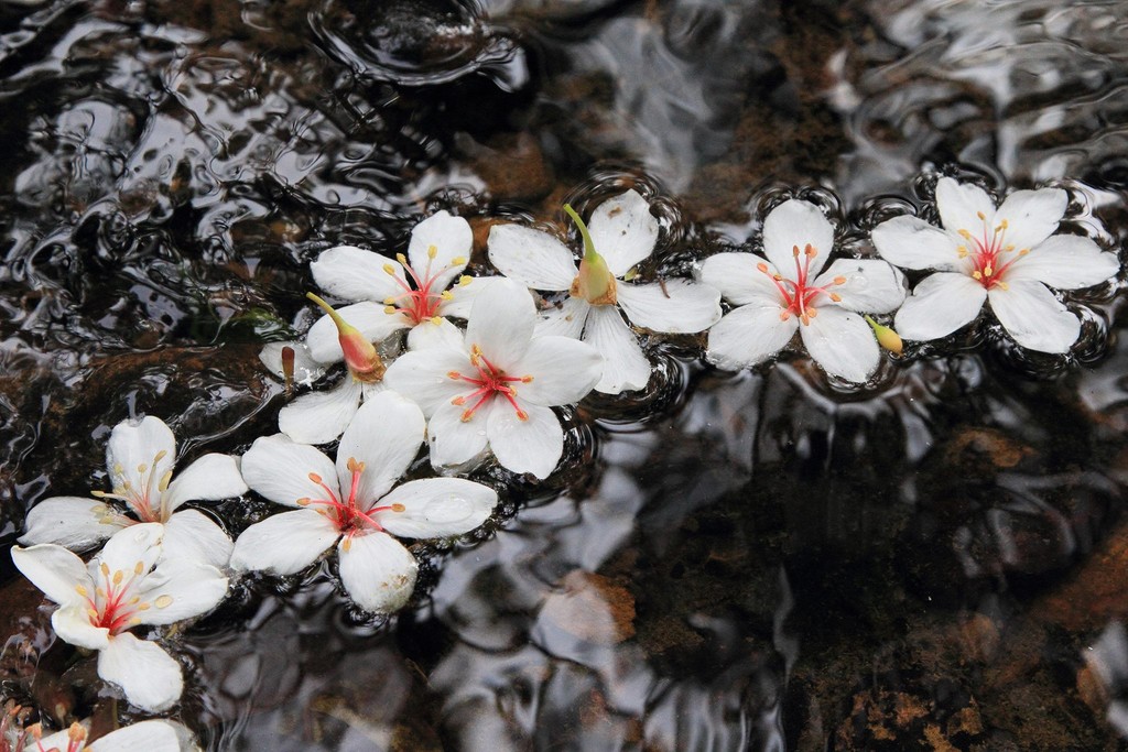 ▲三芝桐花季。（圖／三芝區公所提供）