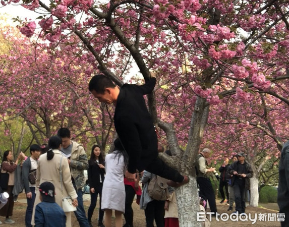 ▲▼北京玉淵潭公園櫻花季。（圖／記者曾俊豪攝）