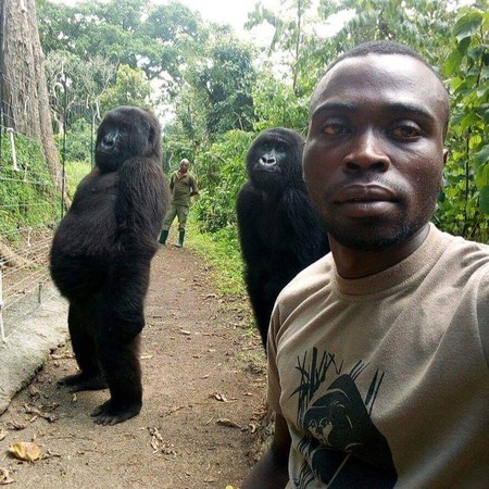 ▲▼維龍加國家公園（Virunga National Park）的巡守員和2隻大猩猩自拍，姿勢帥氣猶如偶像團體。（圖／翻攝自Facebook／The Elite AntiPoaching Units And Combat Trackers）