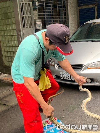 ▲▼三峽某房仲帶顧客看屋時巧遇黑眉錦蛇。（圖／東森房屋提供）