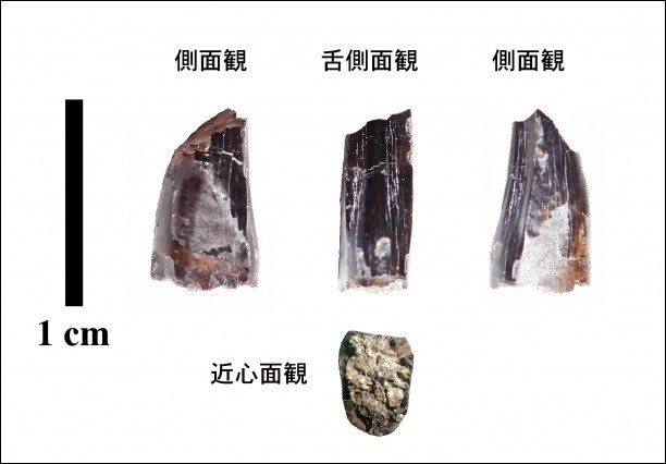▲日本岩手縣高中生在「久慈琥珀博物館」挖到了9000萬年前、白堊紀後期的長9mm暴龍牙齒化石。（圖／翻攝自「早稻田大學」官網、久慈琥珀博物館提供）