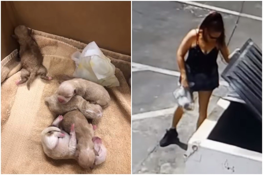 ▲加州一名女子隨意丟棄7隻剛出生的小狗。（圖／翻攝自YouTube／RivCOanimalsPIO）