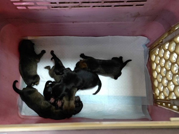 ▲被當垃圾丟棄的6隻剛出生未開眼的狗寶寶，疑似找到狗媽媽了。（圖／照片提供者：張小姐（發現狗媽）照片提供者：文玟，陳素真（互動）攝）