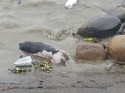 ▲風情海岸現豬屍？打撈後才知虛驚一場　網友：照片也太像...。（圖／記者陳蒲芬攝）