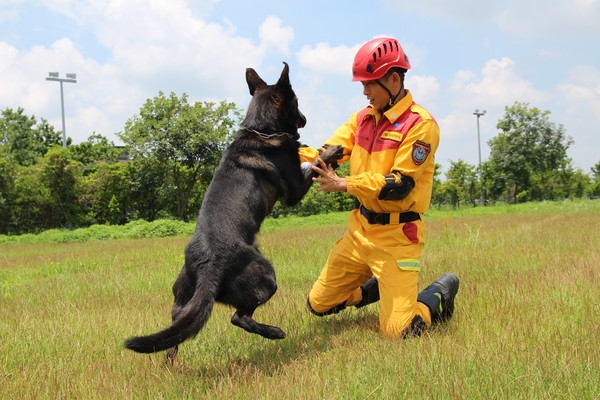 ▲新竹也有「護國神犬」！　3搜救犬民安演習帥氣登場。（圖／記者陳凱力翻攝）