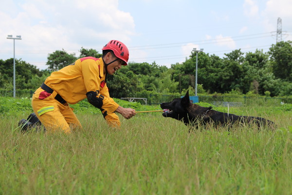 ▲新竹也有「護國神犬」！　3搜救犬民安演習帥氣登場。（圖／記者陳凱力翻攝）