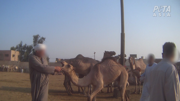 ▲▼埃及金字塔地區的駱駝和馬遭虐待。（圖／翻攝自PETA ASIA官網）