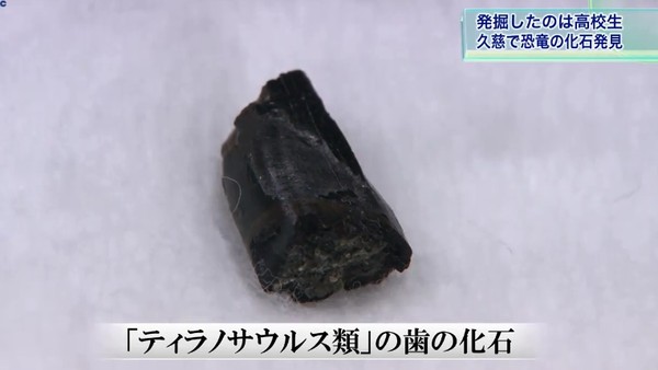▲日本高中生挖出恐龍化石。（圖／翻攝自IBC岩手放送）
