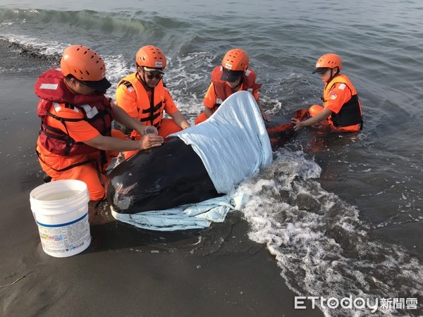 ▲▼海巡人員急動員救鯨豚             。（圖／記者陳崑福翻攝）