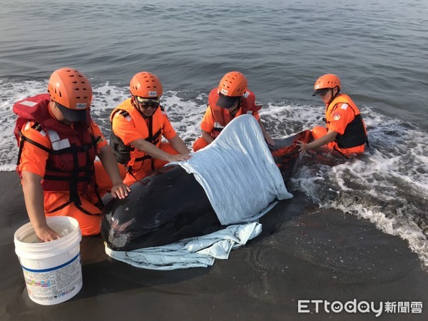 ▲▼海巡人員急動員救鯨豚             。（圖／記者陳崑福翻攝）