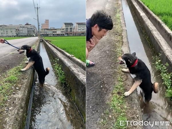 ▲黑柴散步到一半跳到水溝泡腳。（圖／網友Ying Ting授權提供）