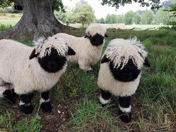 世界最可愛的羊 瓦萊黑鼻羊有如毛線玩具一轉身嚇壞遊客 Ettoday寵物雲 Ettoday新聞雲