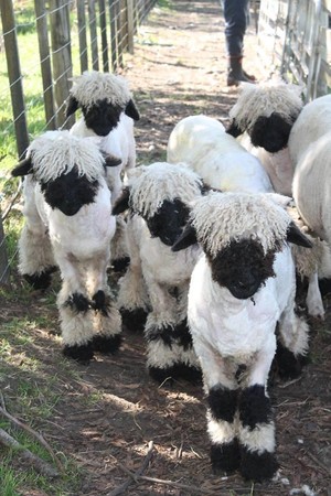 黑鼻羊性格溫柔，善與人類親近互動。（翻攝自Valais Blacknose New Zealand臉書）