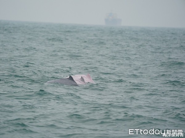 ▲海保署監測遇5群白海豚「繞圈、游走」　驚喜發現母子檔（圖／海洋保育署提供，請勿隨意翻拍，以免侵權。）