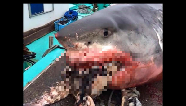 意外捕到2041公斤超級大白鯊　「海龜吞一半」慘被噎死。（圖／翻攝自Facebook／Commercial Salmon, Albacore & Crab Fishers）