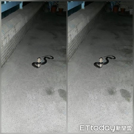 ▲台東市區有眼鏡蛇出沒。（圖／記者楊均典翻攝）