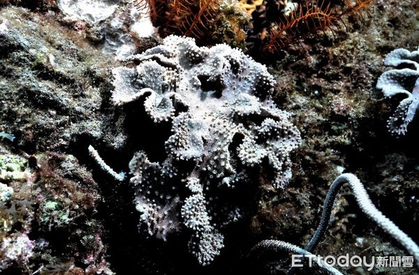 ▲墾丁再發現7種獨有八放珊瑚▼             。（圖／墾管處提供）