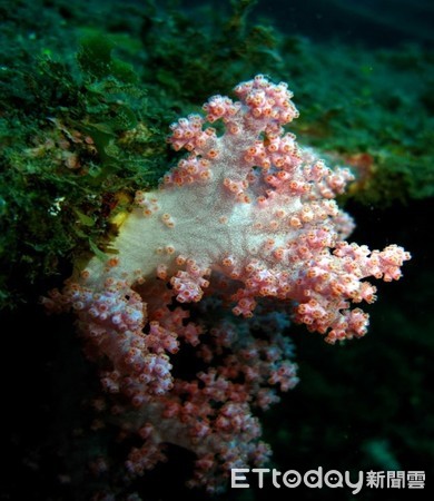 ▲墾丁再發現7種獨有八放珊瑚▼             。（圖／墾管處提供）