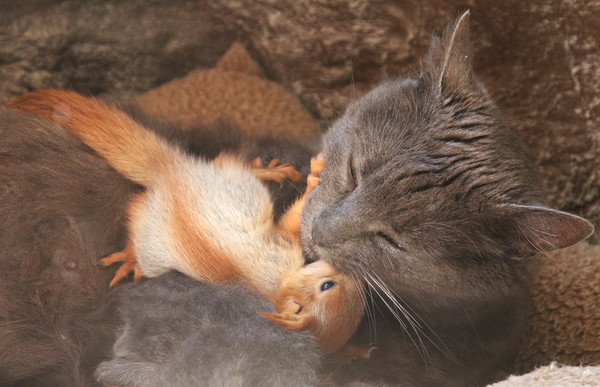 ▲▼貓咪與小松鼠相擁而眠。（圖／路透）