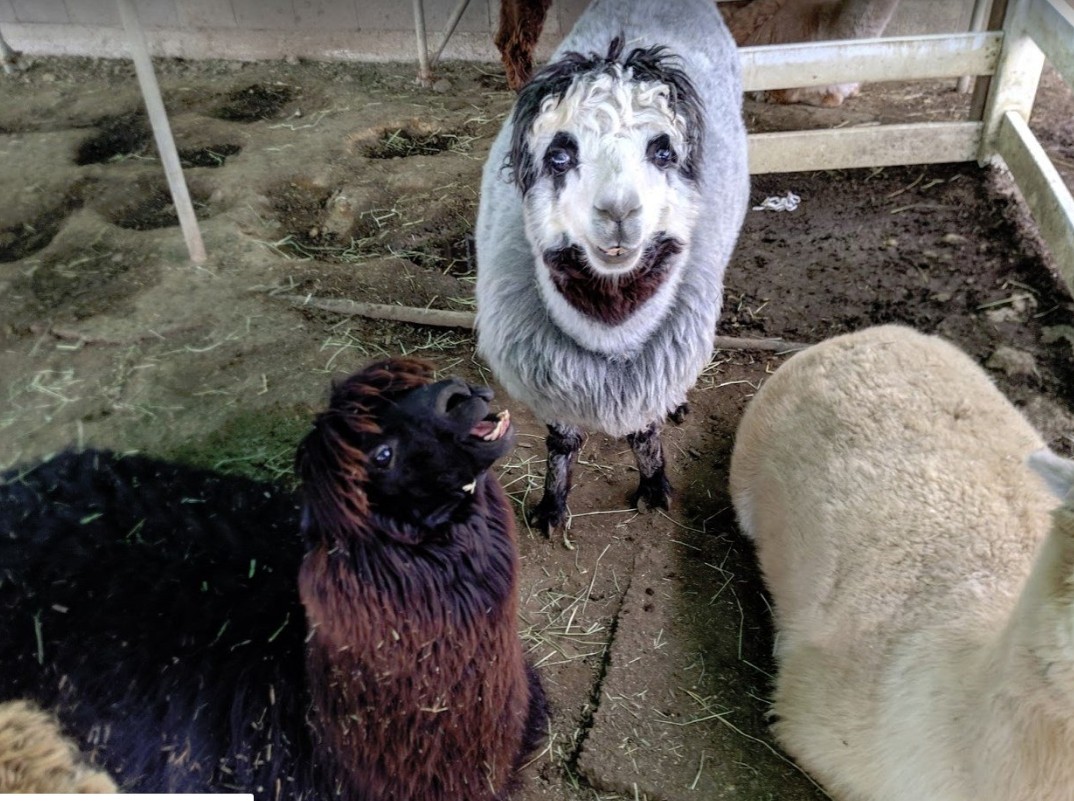 ▲▼網友發現綿羊正臉很像小丑臉。（圖／翻攝自推特@d_d_osorezan）