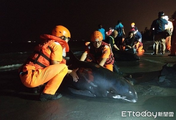 ▲成大鯨豚研究中心指出，目前5隻小虎鯨已經能在大池中漂浮。（圖／翻攝自成大鯨豚研究中心臉書）