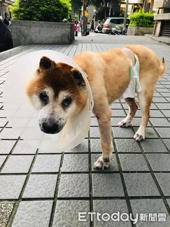 ▲失明老柴過馬路搖晃跌倒　暖女肉身擋車「放鳥會議」擺攤找主人。（圖／JL Sin授權使用）