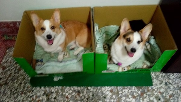 ▲▼其他網友分享狗狗愛睡紙箱的照片。（圖／翻攝自Costco好市多 商品經驗老實說）