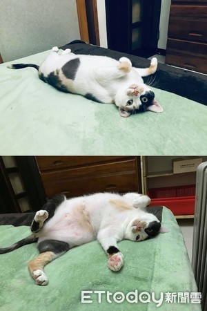 ▲貓女王Bubble喜歡躺床上撒嬌。