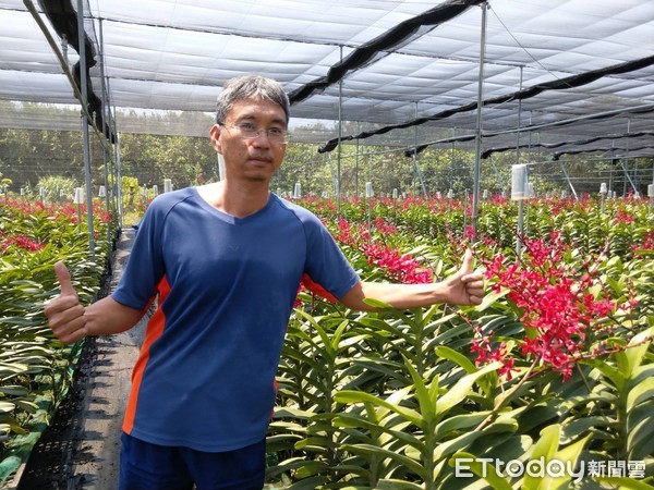 ▲▼屏東縣枋寮農友潘明傑種植腎藥蘭             。（圖／記者陳崑福翻攝）