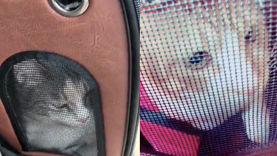 日本貓咪去醫院前大喊「呀敗」　釣出兩貓奴驚呼：我們家也是！