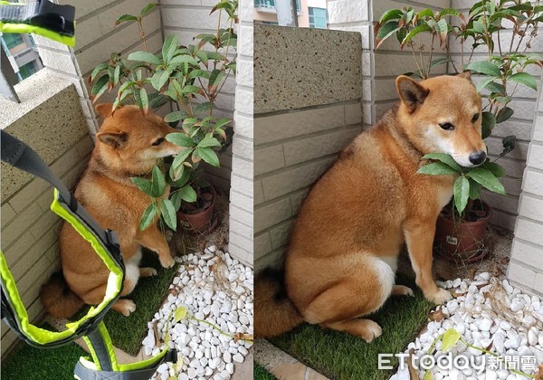 ▲柴犬哈利。（圖／網友林怡綺授權提供）