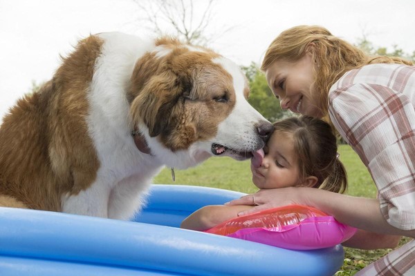 《狗狗的旅程》描述狗狗貝利與小女孩小婷成為玩伴，但小婷卻被媽媽帶走，他不停輪迴轉世，就是要找到小婷。（UIP提供）
