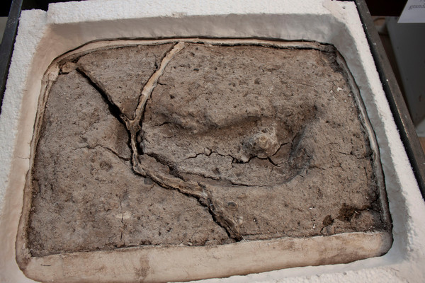 ▲智利南部發現1萬5600年前的人類腳印。（圖／路透）