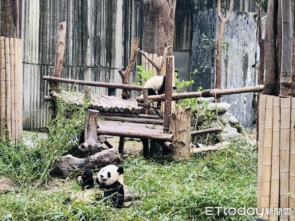 ▲▼成都大熊貓繁育基地 。（圖／韋依蘋攝）