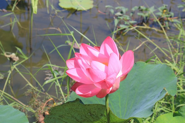 ▲板橋河濱公園人工濕地荷花盛開。（圖／新北市政府高灘地工程管理處提供）