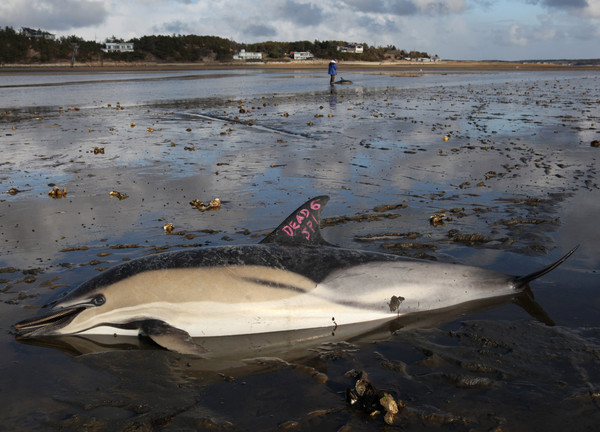▲小型糙齒海豚4月底在邁爾斯堡海灘（Fort Myers Beach）擱淺。（圖／達志影像／美聯社）