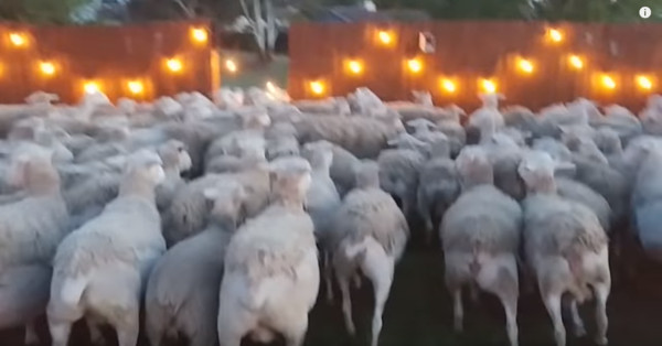 ▲▼後院被上百頭綿羊塞爆。（圖／翻攝自YouTube／Scott Russo）