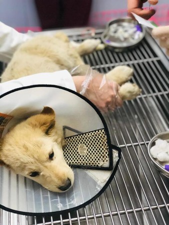 ▲上海餐廳販賣狗肉，動保團體於徐州屠宰場救出了22隻狗狗。（圖／Humane Society International，下同）