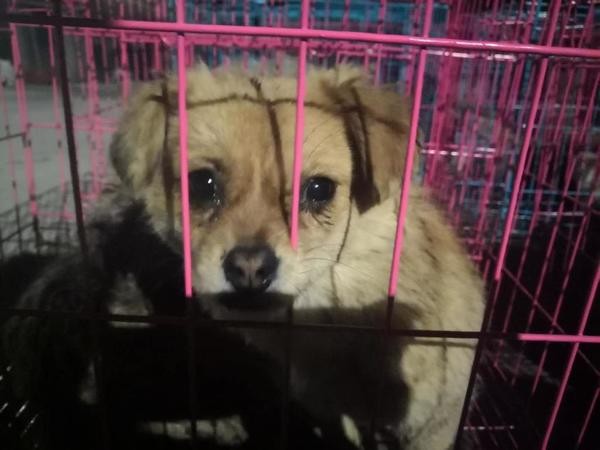 ▲上海餐廳販賣狗肉，動保團體於徐州屠宰場救出了22隻狗狗。（圖／Humane Society International，下同）