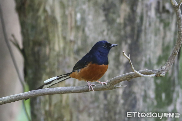 白腰鵲鴝、害鳥、外來鳥、鳥類（圖／記者黃克翔攝） 