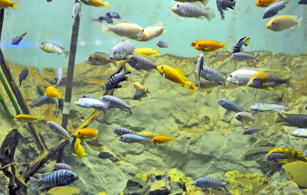 ▲日本兵庫縣有餐飲業者將水族館與廁所結合。（示意圖／達志影像）