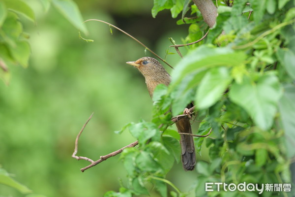 ▲▼台灣畫眉。（圖／台北市野鳥學會提供）