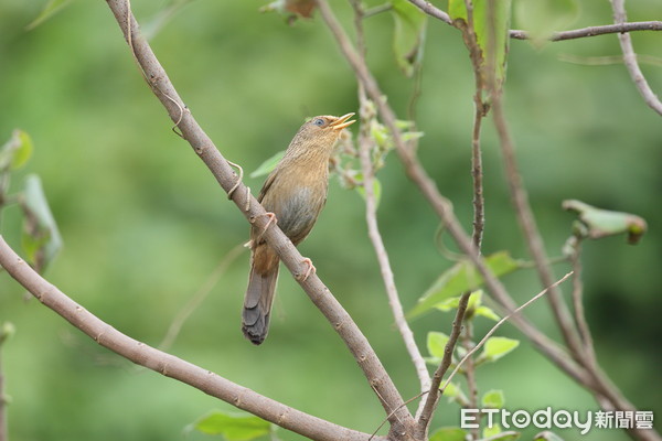 ▲▼台灣畫眉。（圖／台北市野鳥學會提供）