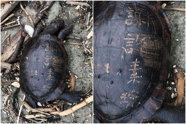 ▲▼基隆和平島公園海邊發現死亡淡水龜，龜殼上還被人刻字。（圖／翻攝Facebook／和平島公園 Heping Island Park）